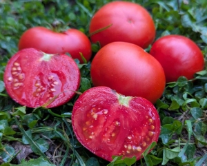 Семена томата сорта Martian Giant (Марсианский гигант) - Низкорослые кустовые