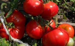 Семена томата сорта Мау Фей - низкорослые кустовые