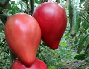 Семена сорта томата Медвежье сердце - Гиганты сердцевидные 