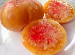 Семена томата сорта Медовый салют - Гиганты двуцветные