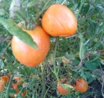 . Медовый спас