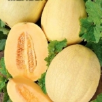 . Дыня Мельба