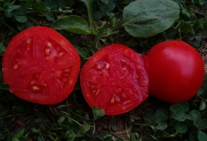 Семена сорта томата Мехмет - Низкорослые кустовые 