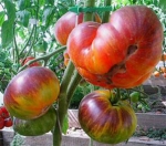 . Alice's Dream (Мечта Алисы) 