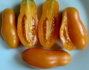 Семена томата сорта Мидас - Длинноплодные