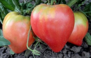 Семена томата сорта Микадо сибирико - Среднерослый