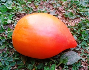 Семена томата сорта Мила Роджи (Мila Roggie) - Среднерослые