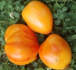 . Мила Роджи (Мila Roggie)