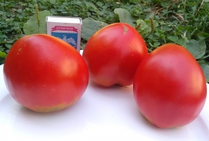 Семена сорта томата Минусинские лапти сердцевидные - Гиганты сердцевидные