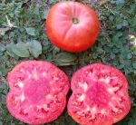 . Минусинский богатырь