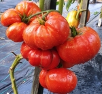 . Минусинский лев (Minusinsk Lion)