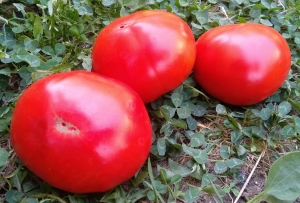 Семена томата сорта Минусинский лев (Minusinsk Lion) - Гиганты красные