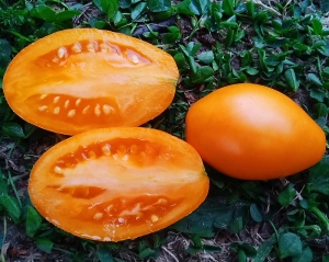 Семена томата сорта Минусинский лорд - Высокорослые сливовидно-овальные