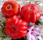 . Минусинский шарпей (Minusinsky Sharpey)