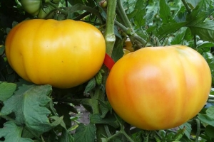 Семена томата сорта Минусинское манго - Гиганты двуцветные
