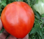 . Мишка косолапый 