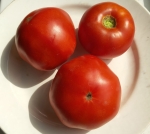 . Монгольский карлик