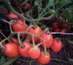 . Монисто красное 