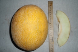 Семена дыни сорта Муза