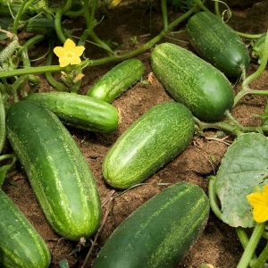 Семена огурца сорта Нежинский