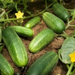 . Огурец Нежинский