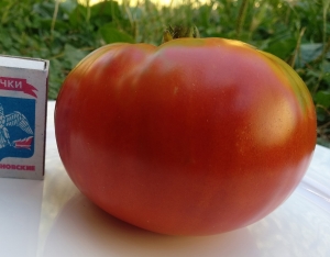 Семена томата сорта Oleyar’s German (Немецкий Олеара) - Гиганты красные