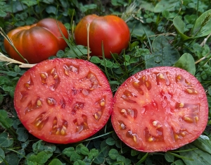 Семена сорта томата Нужный размер - Супер-гиганты 