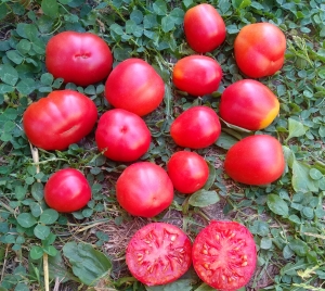 Семена томата сорта Ovita (Овита) - Грушевидные