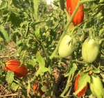 . Marzano Fire (Огонь Марзано) 