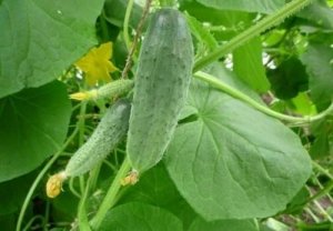 Семена огурца сорта Конкурент