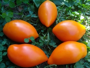Семена томата сорта Оранжевое совершенство - Высокорослые сливовидно-овальные
