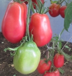 . Ослиные уши