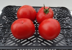 Семена томата сорта Особенный - Высокорослые округлые и плоско-округлые