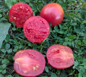 Семена томата сорта Павловская роза - Низкорослые кустовые