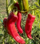 . Перец Палермо