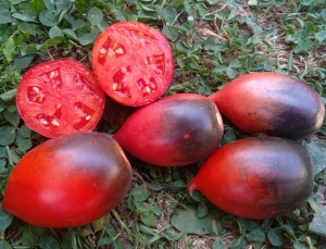 Семена томата сорта Pascal De Picardie (Паскаль из Пикардии) - Высокорослые сливовидно-овальные