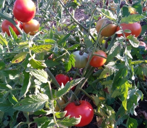 Семена сорта томата Hirten Tomate (Пастуший помидор) - Низкорослые кустовые 