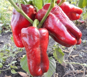 Семена перца сорта Бел-Гой