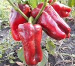 . Перец Бел-Гой