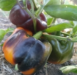 . Перец Млечный путь