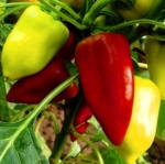 . Перец Ами (Amy)