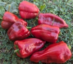 . Перец Бел-Гой