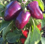 . Перец Биг Папа