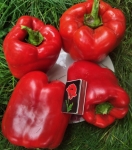 . Перец Геркулес (Hercules)