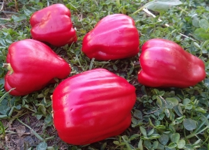 Семена перца Pepper Giant London