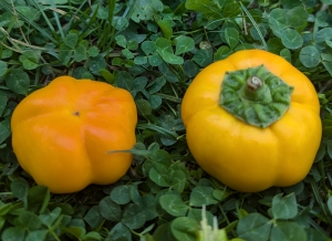 Семена перца сорта Желтый цветочек