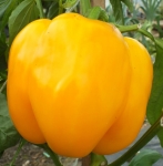 . Перец Златогривый лев