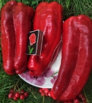 . Перец Мамонтенок