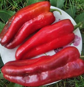 Семена перца сорта Пастух