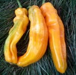 . Перец Рамиро желтый